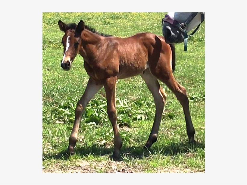 Never Ending Story - Sorrel, transparent png download