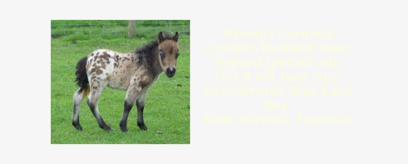 Hermits Bethanie - Colt, transparent png download