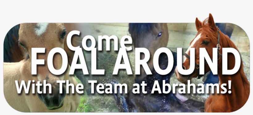 Abrahams Slider Foal - Pbs Teachers, transparent png download