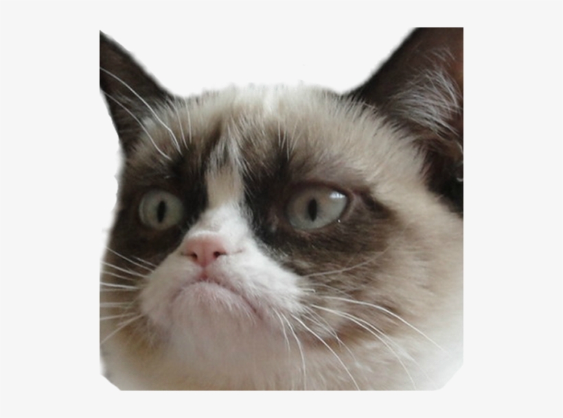 Photo - Grumpy Cat Postcard Book: 30 Postcards Unlimited Frowns, transparent png download