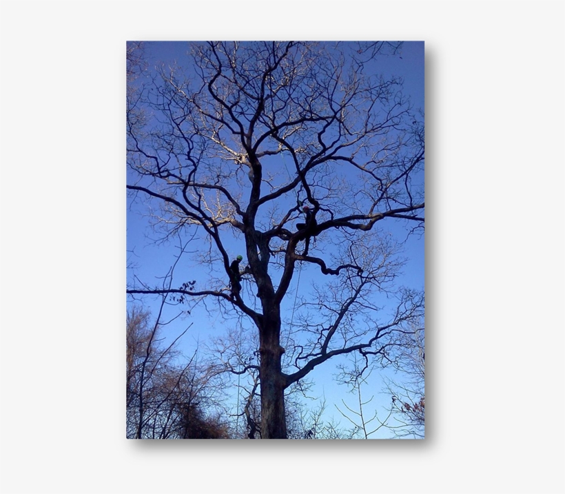 Oak Tree - Oak, transparent png download