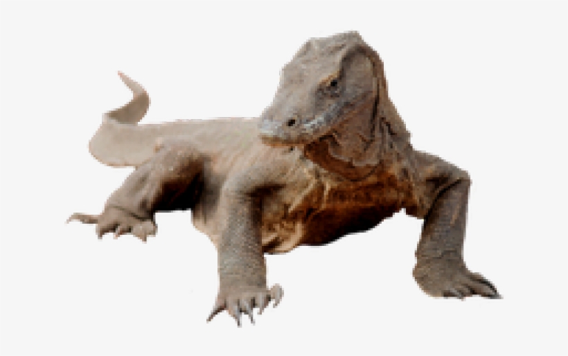 Komodo Dragon Png Transparent, transparent png download