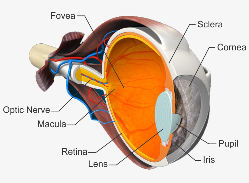 Many People Have Typical Or Common Eye Concerns Or - Human Body, transparent png download