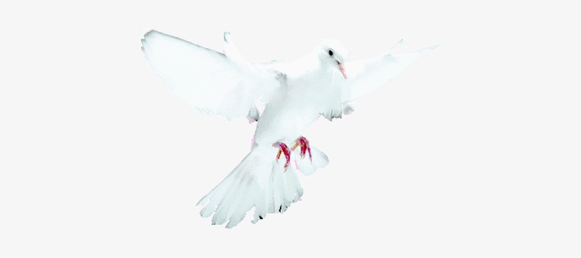 Southbay Lullabye - White Dove, transparent png download