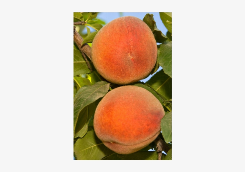Long Beach Peach - Long Beach, transparent png download