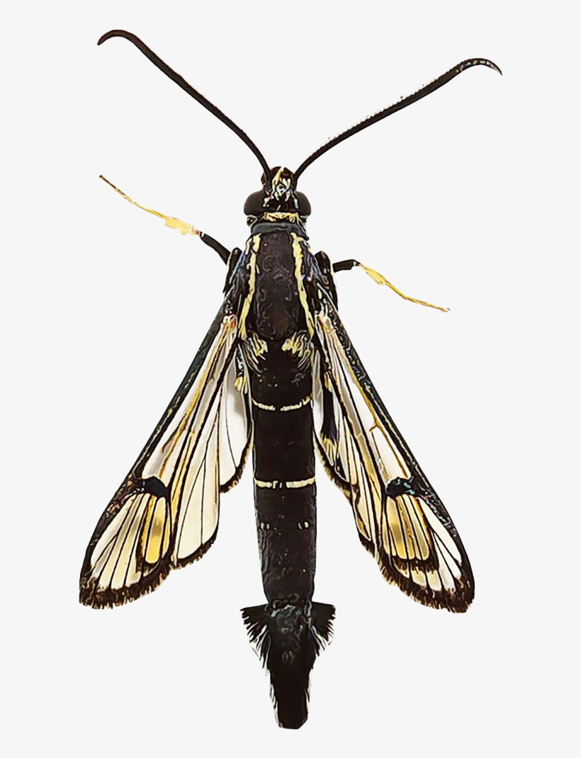 Peach Tree Borers - Peach, transparent png download