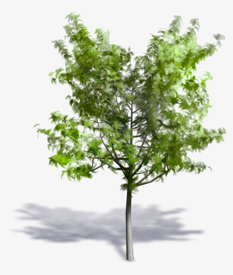 Generic Summer Tree - Swamp Maple, transparent png download