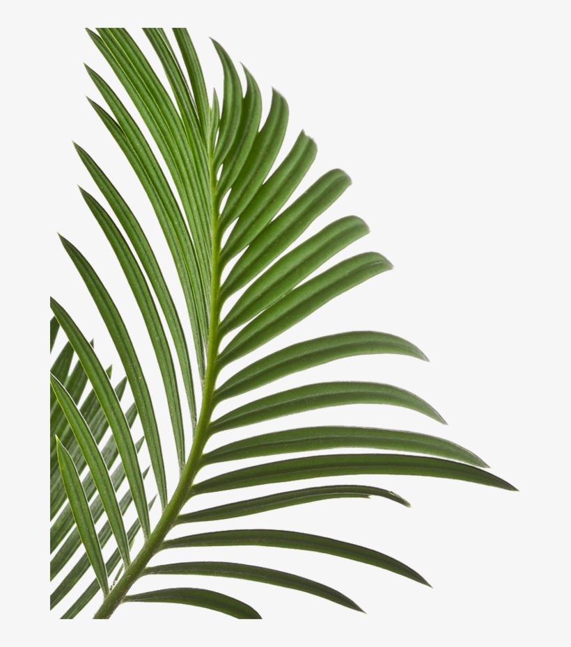 Your First Time Is Always Free - Palm Leaves Isolated, transparent png download