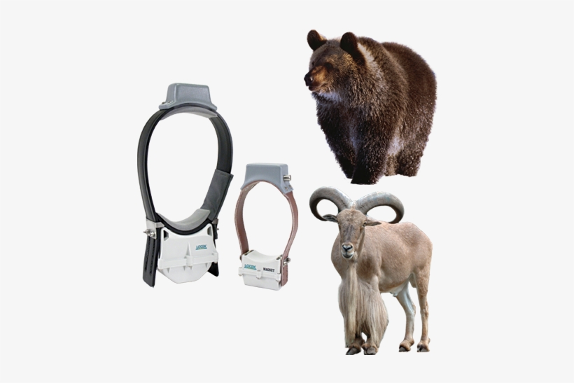Wild Animal Png, transparent png download