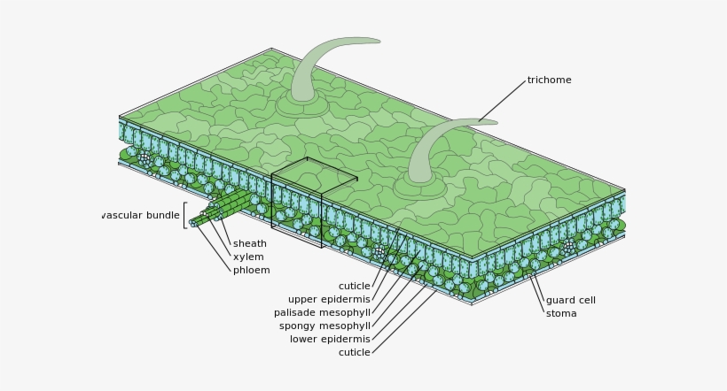 Diagram Of Moderate Scale Leaf Anatomy - Epidermis De La Planta, transparent png download
