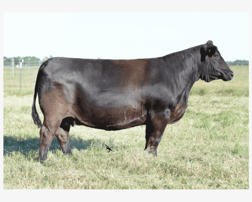 Jm - Dairy Cow, transparent png download