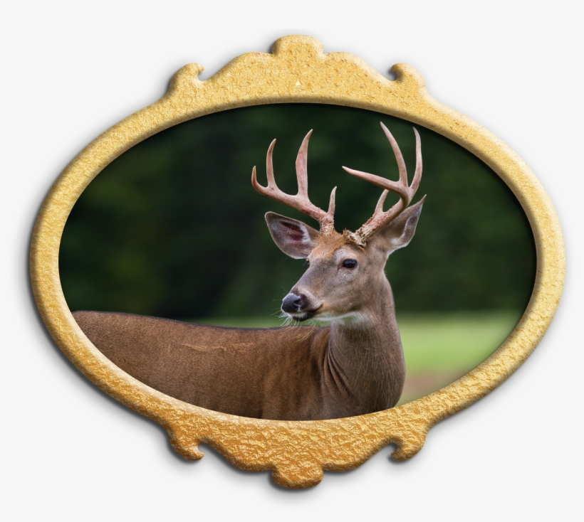 Wild Animals - Deer, transparent png download