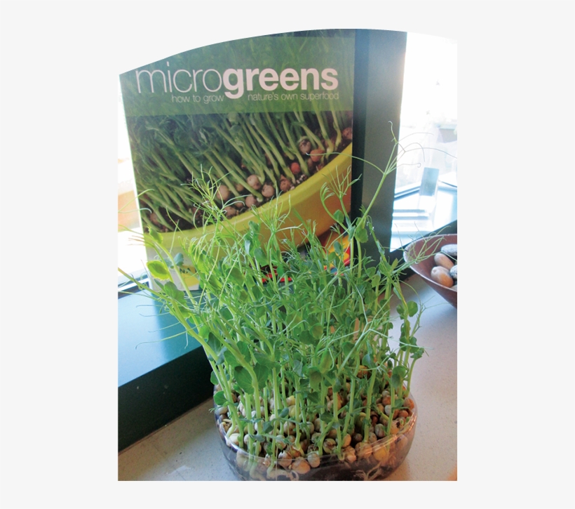 We Made A Planning Web Or In This Case, A Planning - Grow Microgreens: Quick, Easy Ways Ods, transparent png download