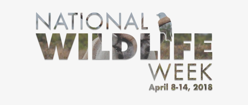 Nww Logo - Logo, transparent png download