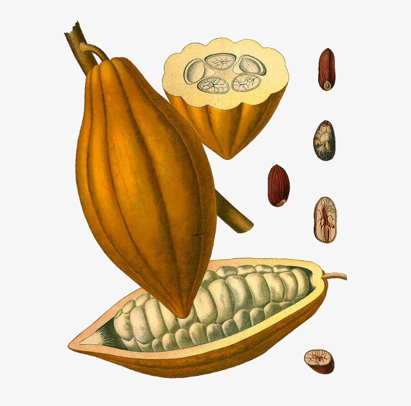 Kakao - Mazorca De Cacao Dibujo, transparent png download
