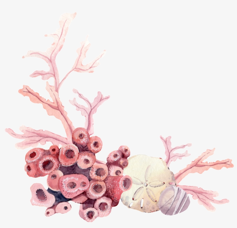 Hand Painted Sea Bottom Plant Png Transparent - Bouquet, transparent png download