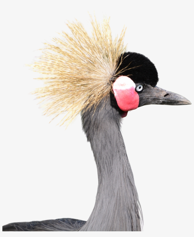 Crowned Gray - Grey Crowned Crane Png, transparent png download