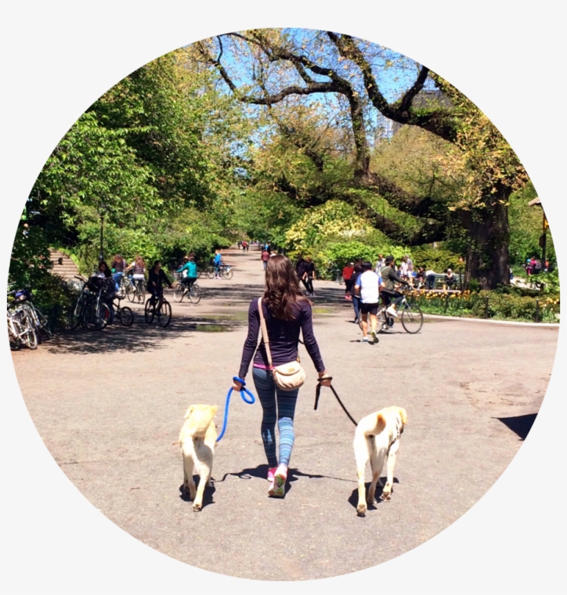 For The Most Positive Experience Possible, Mixy Walks - Mixypaws Nyc Dog Walking, transparent png download