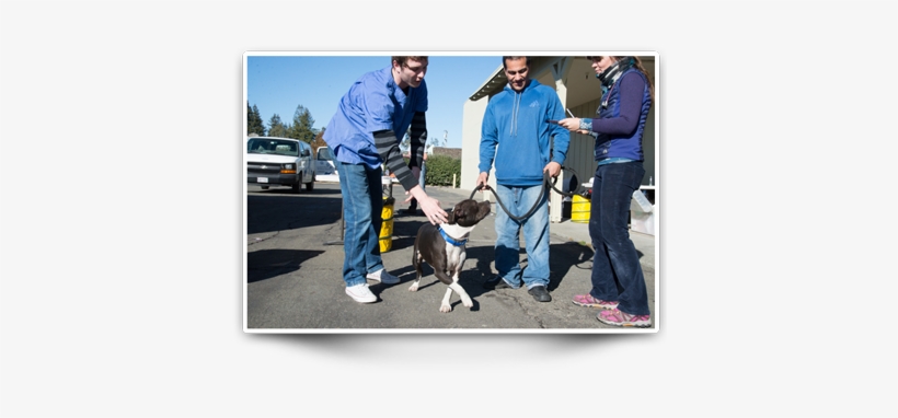 Pitbull At Clinic - Dog Walking, transparent png download