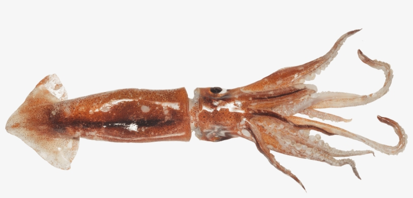 Shrimp, transparent png download
