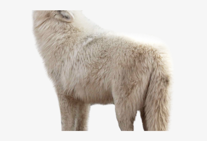 Wolf Png Transparent Images - Wolf Png Hd, transparent png download