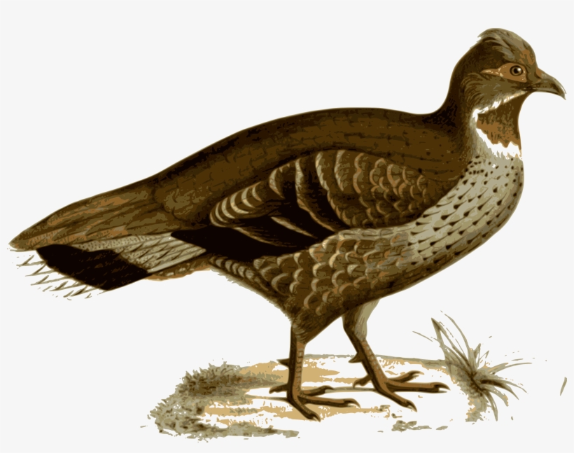 Illustration Of A Bird - Verreaux's Monal-partridge, transparent png download