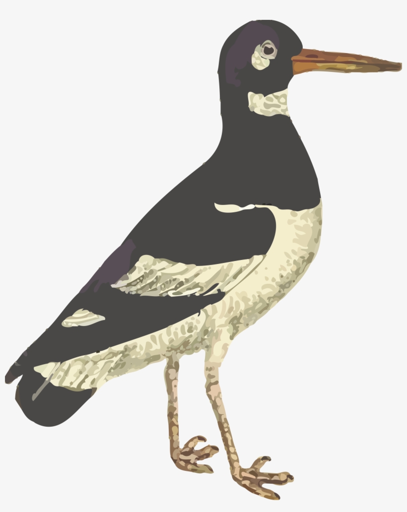 Big Image - Eurasian Oystercatcher, transparent png download