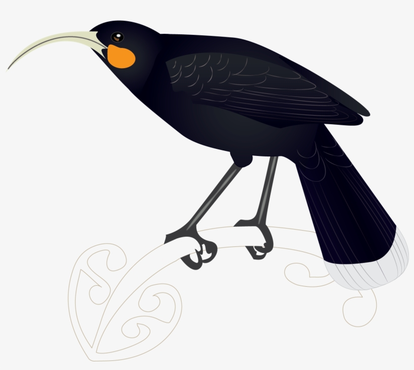 Huia - Songbird, transparent png download