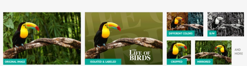 No Matter How Much Your Images Have Been Altered We'll - Toucan, transparent png download