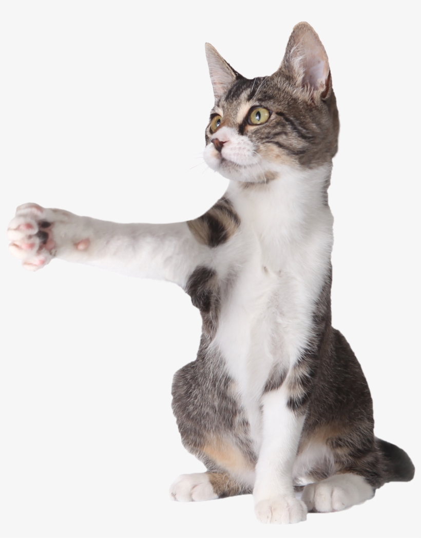 Cat Pointing Mid - Cat Pointing At Something Transparent PNG - 1296x1592 -  Free Download on NicePNG