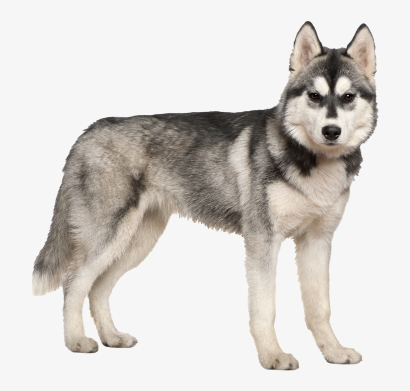 Siberian Husky Pricing Pic - 6 Months Old Husky, transparent png download