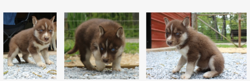 Siberian Husky Puppy - Royal Siberians, transparent png download