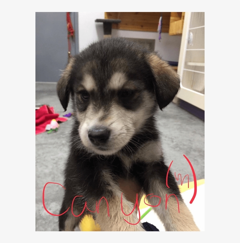 Puppy Rate - Labrador Husky, transparent png download
