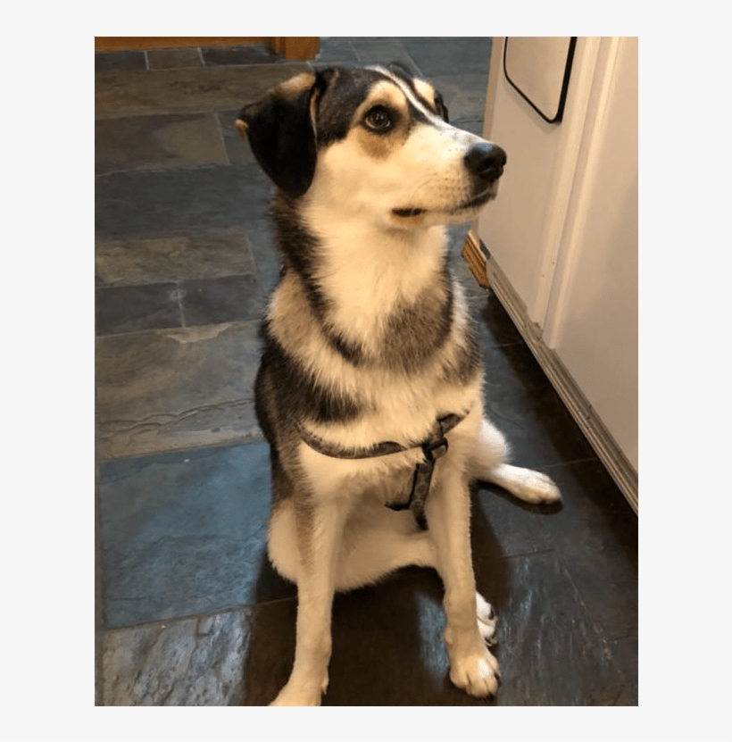 Puppy Rate - Companion Dog, transparent png download