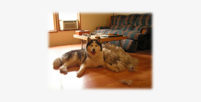 However, Siberians “blow” Their Coat Twice A Year - Alaskan Malamute, transparent png download
