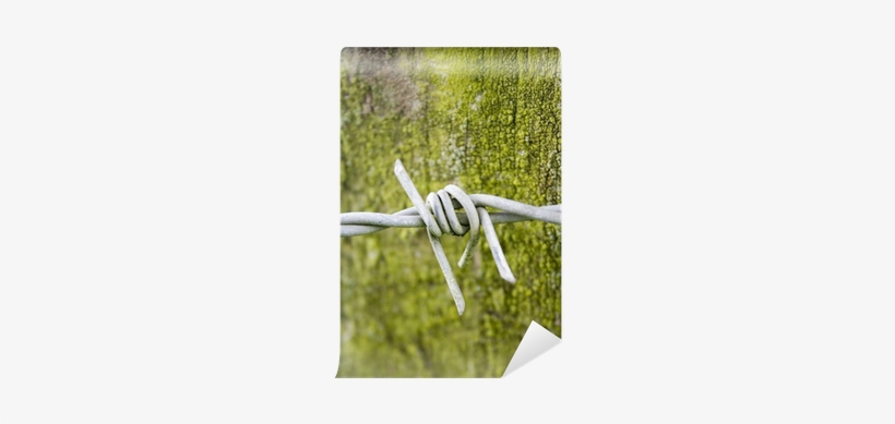 Barbed Wire, transparent png download