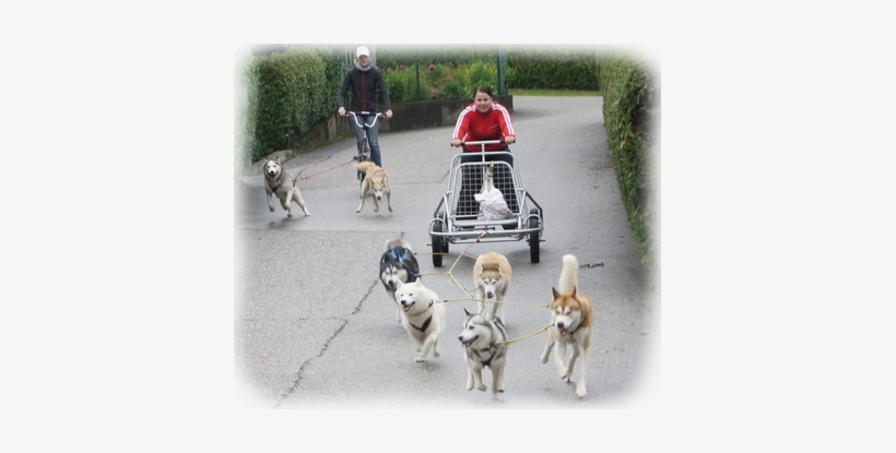 Close Supervision, Management, And A Fixed Schedule - Siberian Husky Training, transparent png download