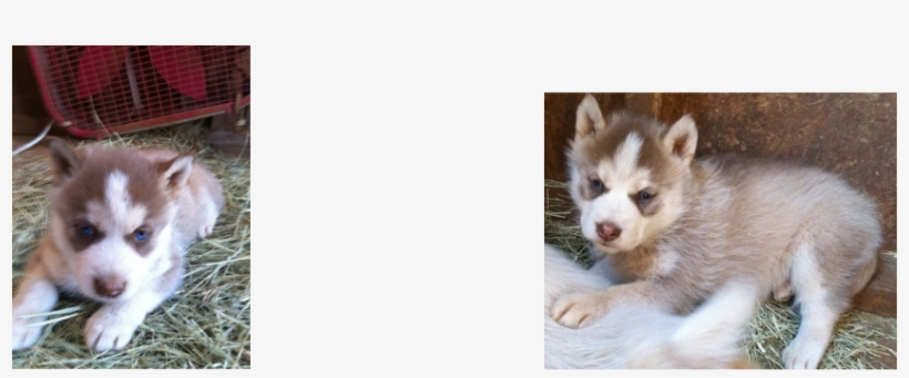 Picture - Miniature Siberian Husky, transparent png download