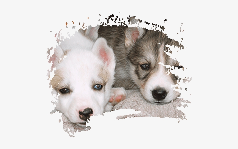 The Love Of A Hundred Dogs, transparent png download