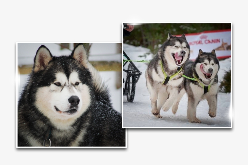 Dreamwolves - Canadian Eskimo Dog, transparent png download