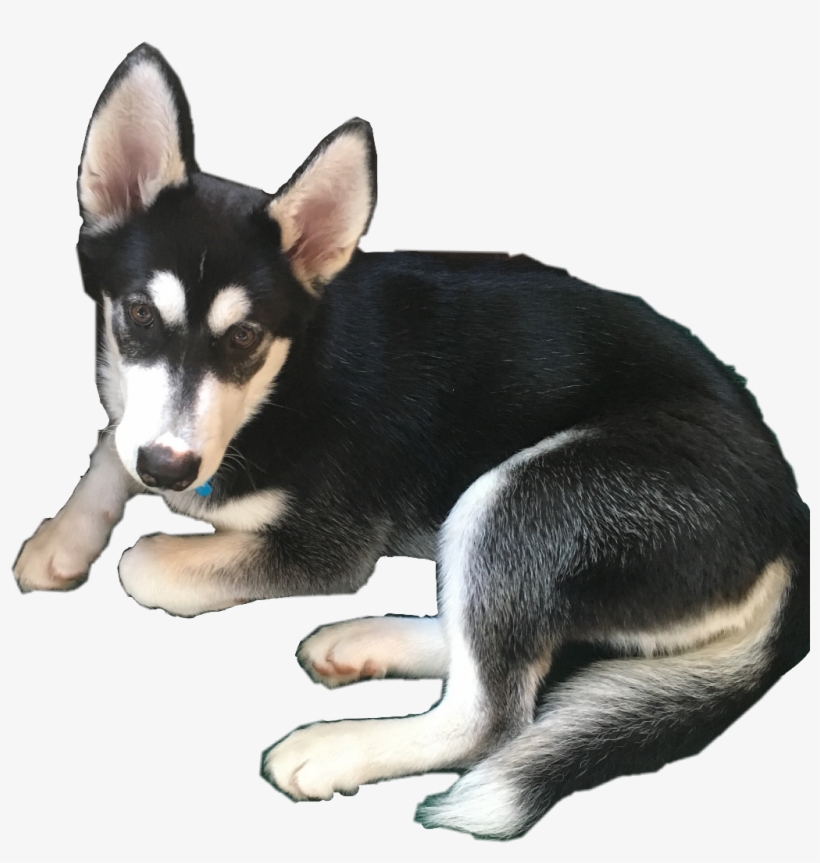 Dog, transparent png download