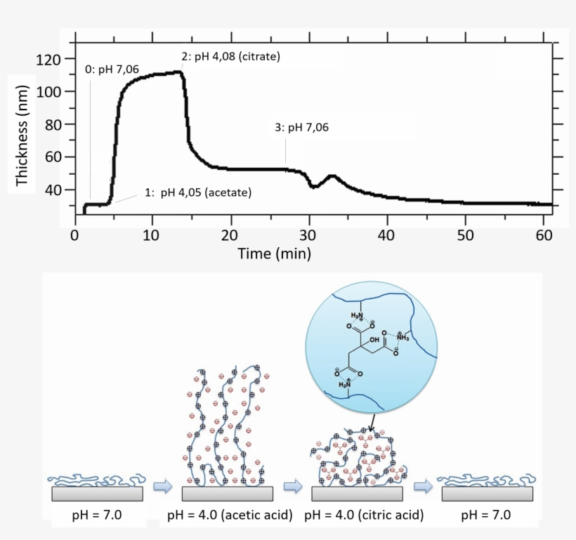 Thin Film Crosslinking - Portable Network Graphics, transparent png download