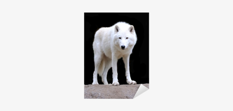 Wolf, transparent png download