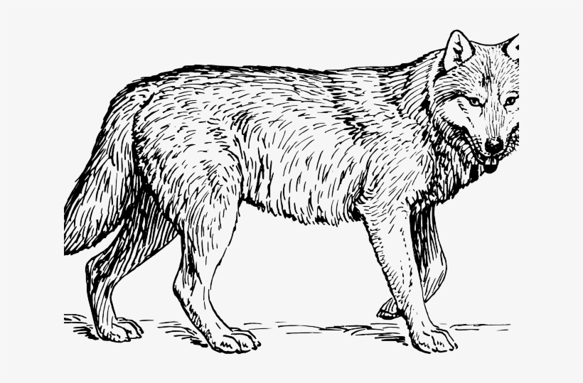 Animal Jam Coloring Pages Arctic Wolf Animal Jam Wolf Coloring Pages At 