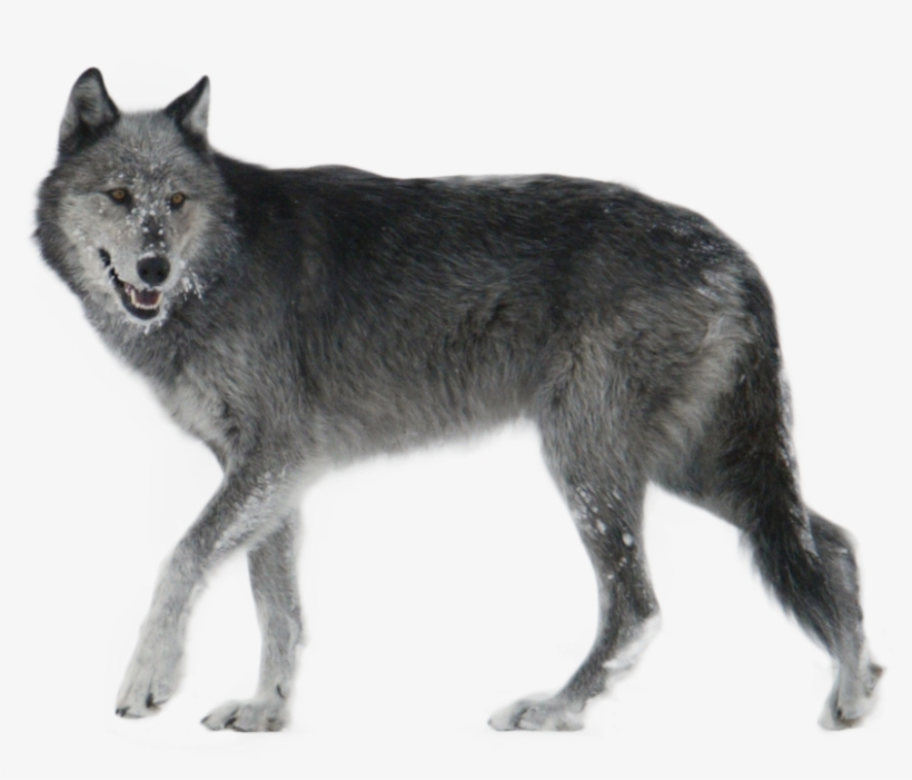 Gray Wolf In Yellowstone National Park - Wolf Png, transparent png download