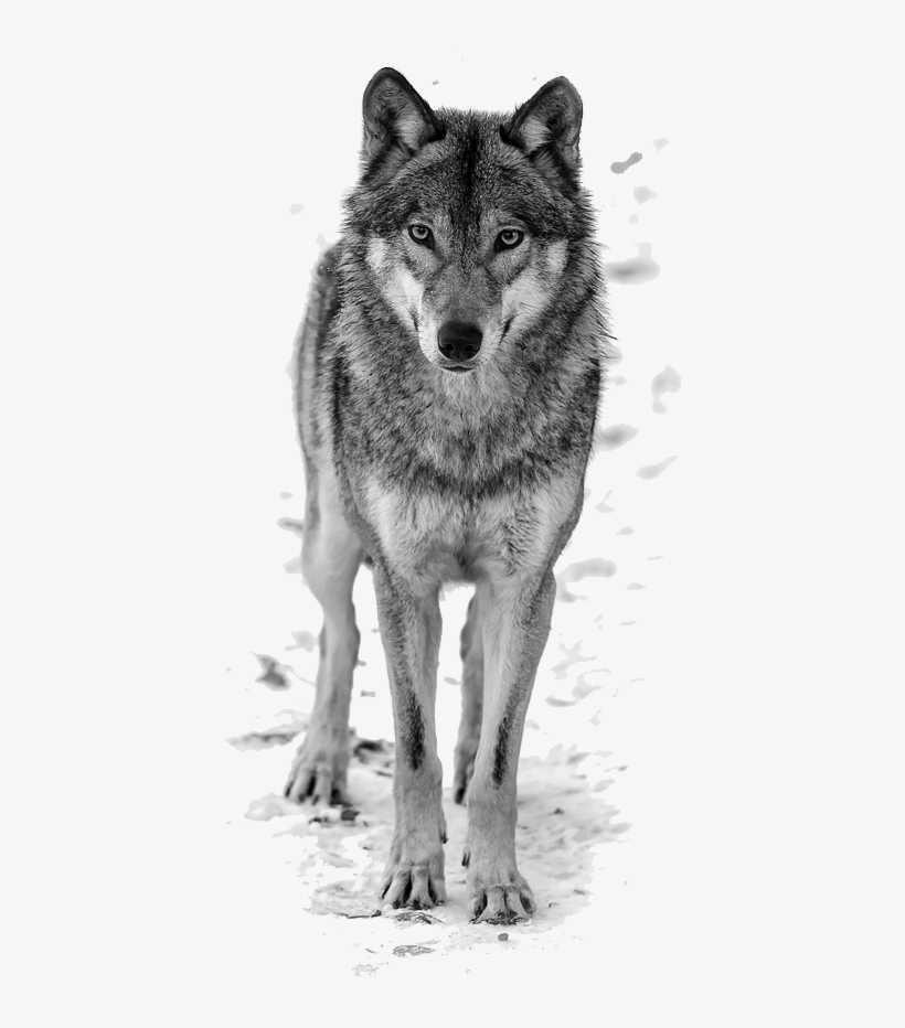 Howling Wolf Clipart Free - Cheap Shower Curtain Wolf Animal Waterproof Fabric, transparent png download
