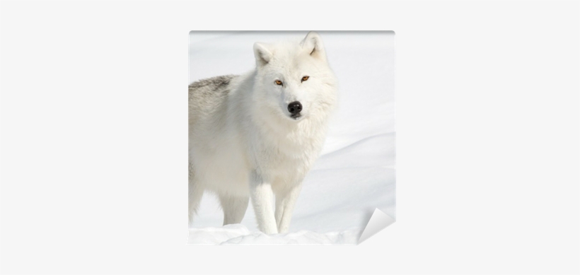 Arctic Wolf In The Snow Looking At The Camera Wall - Tableau Polar Loup - Cm Creation, transparent png download