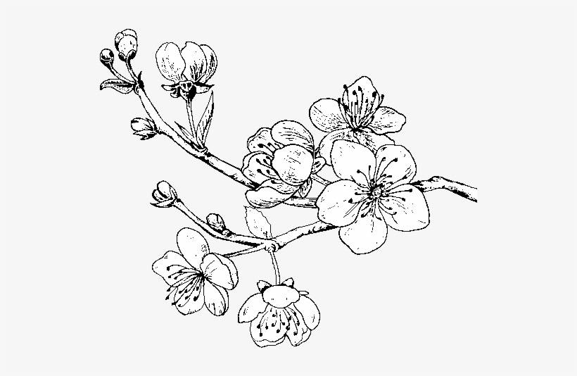 Dibujo De Rama De Cerezo Para Colorear - Drawing Of Cherry Tree, transparent png download
