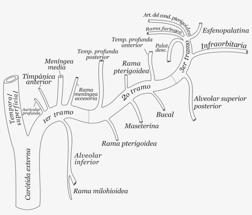 Line Art, transparent png download