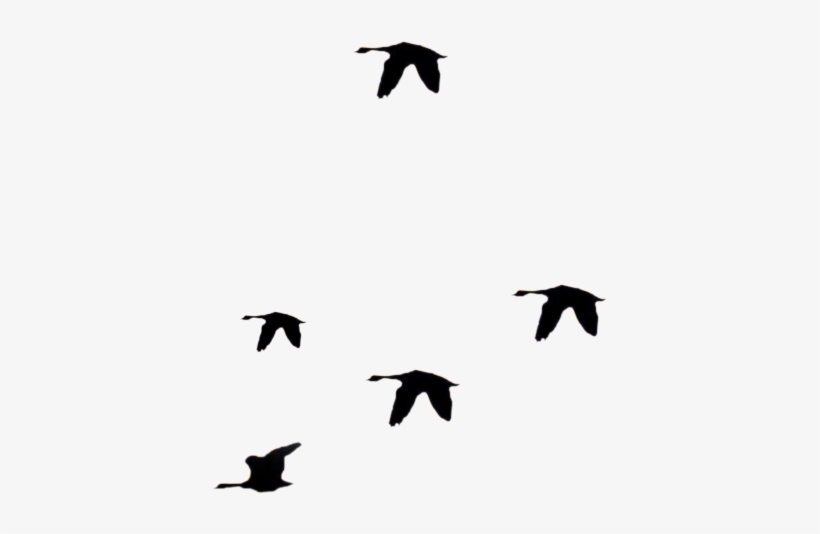 More Like Stock - Bird, transparent png download